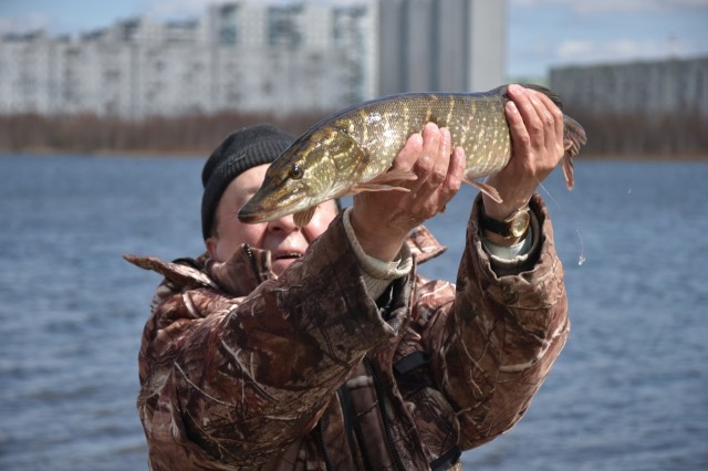 В главное озеро Нижневартовска запустили рыбу