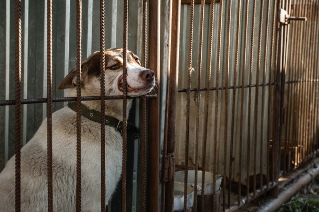 В Сургуте потратят на бездомных собак 37 млн рублей