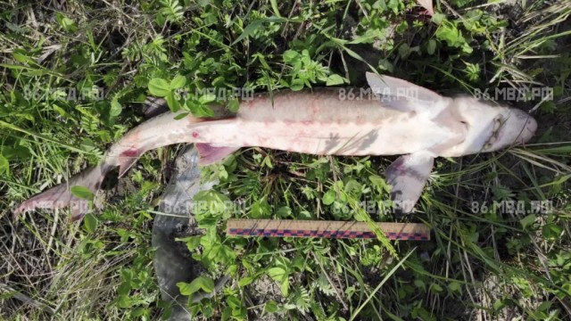 Полиция Югры выявила факт незаконной ловли рыб ценных пород