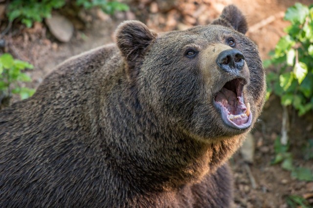 Под Красноярском найдены запертые медведи в истощённом состоянии