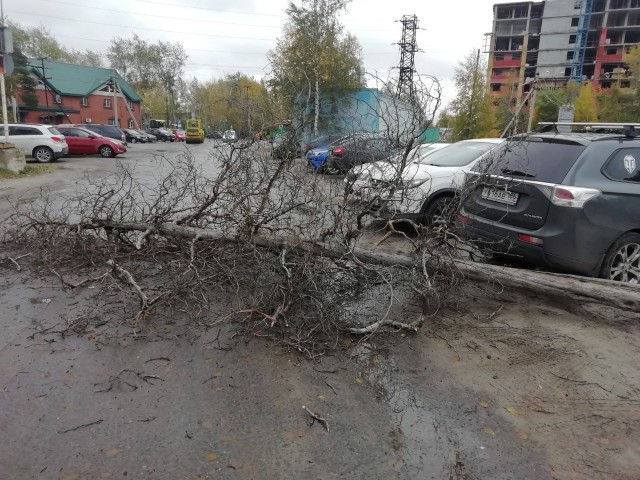Ветер повалил дерево в Сургутском районе. Обошлось без жертв и материального ущерба