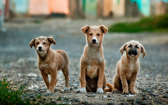 В Красноярске на Столбах туристов просят не прикармливать собак