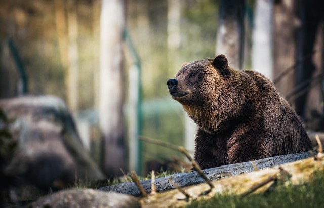 Вышедшие из спячки медведи в Югре напугали нефтяников