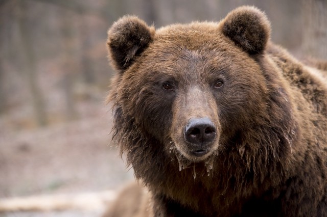 На Камчатке медведь попытался залезть в автомобиль / ВИДЕО