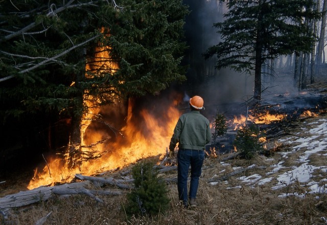 Сообщить о лесных пожарах жители Югры смогут через мобильное приложение