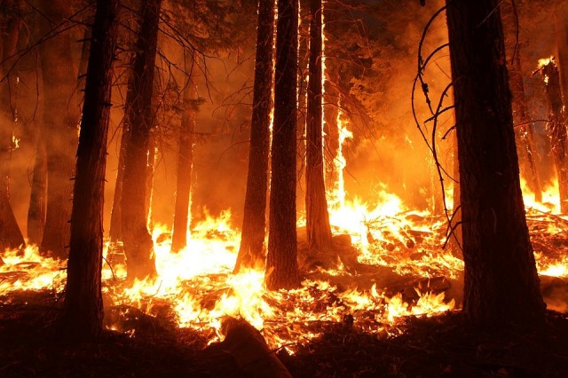 В Сургутском районе зафиксирован лесной пожар