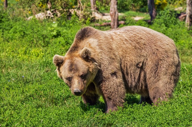 В Югре мужчина убежал от медведя, оставив в лесу женщину