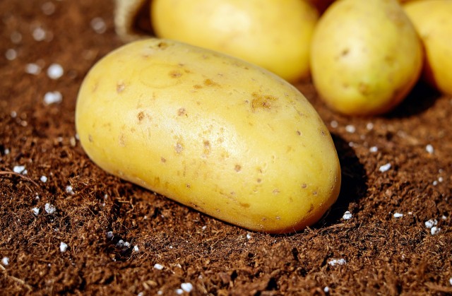 ​Нешуточное преступление: в Сургутском районе житель Тайлаково пожаловался на кражу картофеля