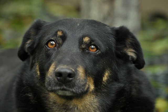 В Омске за плохое содержание собак оштрафовали приют