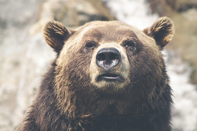 Недалеко от дачных кооперативов Сургута заметили медведя