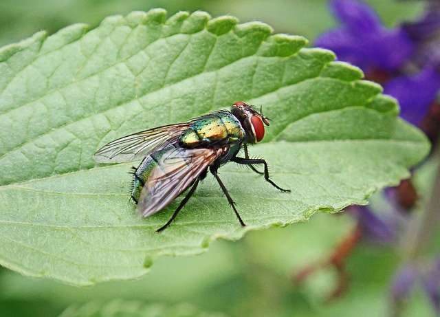 Нашествие насекомых отмечают жители Приморского края