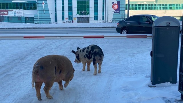 ​На улицах Ханты-Мансийска засняли гуляющих свиней