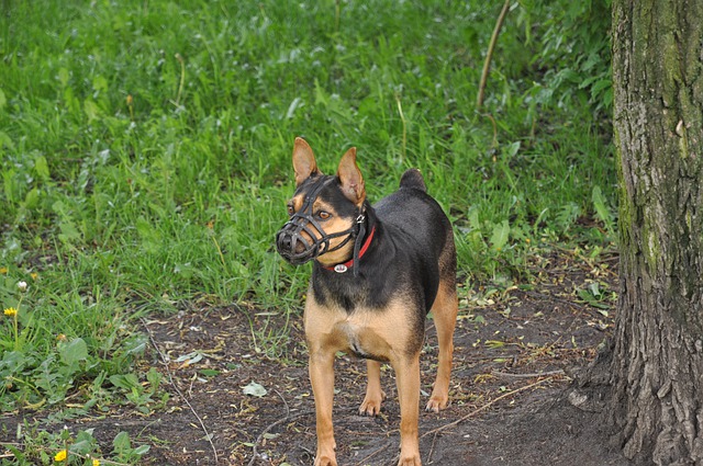 Жителям Белгорода могут запретить выгуливать собак без намордников и поводков