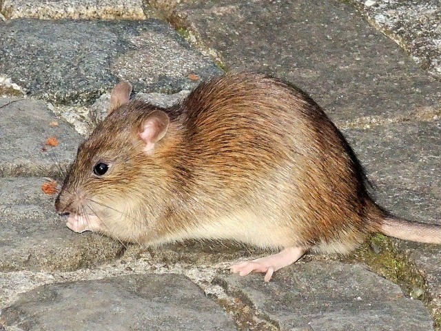 ​В столице ХМАО гигантские крысы, заполонившие дворы домов, добрались до супермаркетов