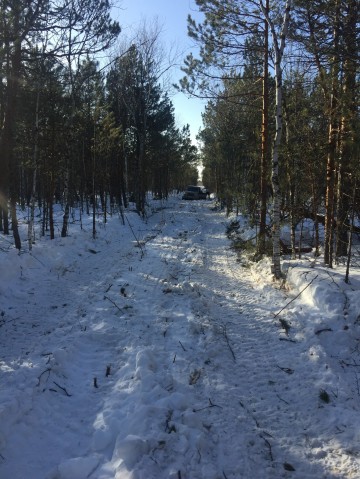 ​В Сургутском районе незаконно вырубали лес