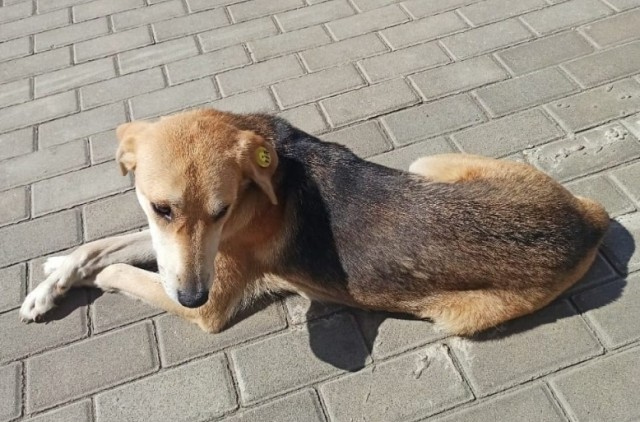 ​На улицы Липецка выпустили собак с цветными бирками