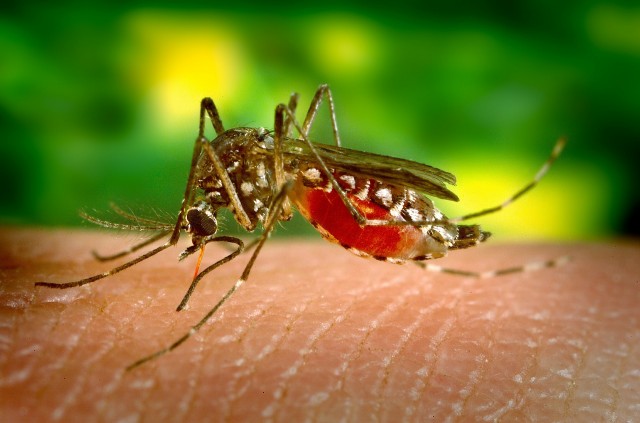 Работавший в Африке житель Омска умер от укуса малярийного комара