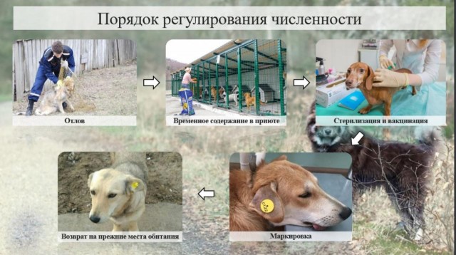Как Сургутский район реализует новую стратегию борьбы с проблемой бездомных животных