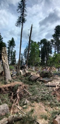 Вековые кедры – вповалку Вековые кедры – вповалку
