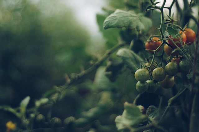 В сургутском парке «за Саймой» обнаружили теплицу с помидорами