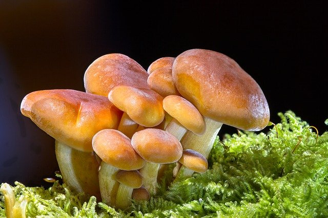 Два десятка человек отравились грибами в Липецкой области