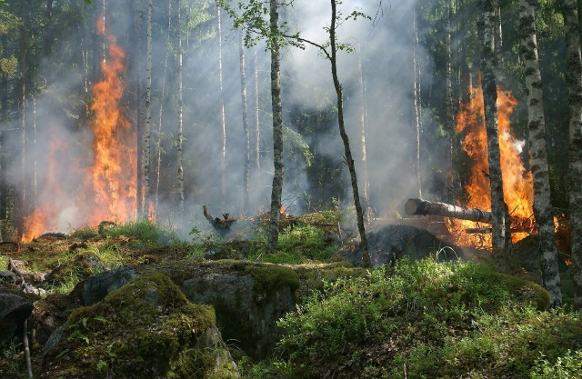 В Югру вернулись лесные пожары. Горит 15 гектаров