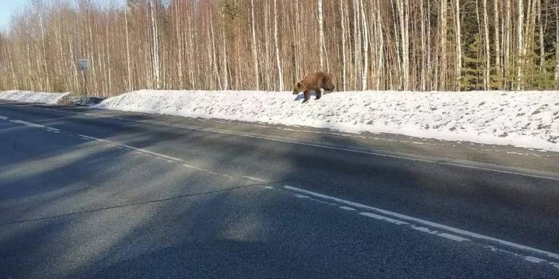 В Сургутском районе выбежавший на трассу медведь напугал водителей