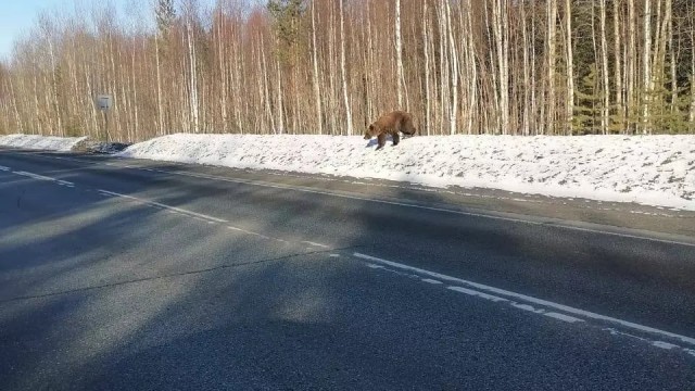 В Сургутском районе выбежавший на трассу медведь напугал водителей