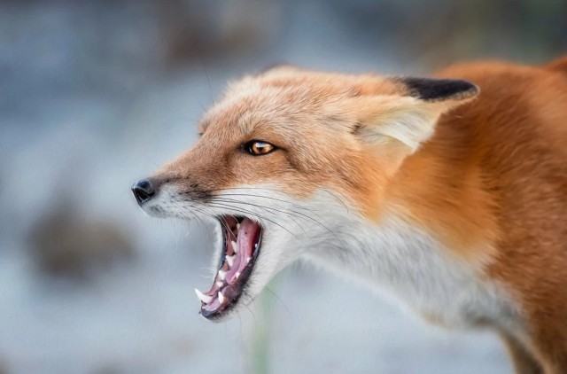 В ХМАО объявили карантин по бешенству из-за зараженных лисиц