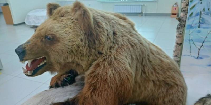 ​В ХМАО нефтяники опасаются за свои жизни из-за проснувшихся медведей