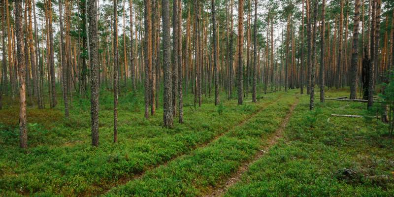 ​В ХМАО нефтяники начнут строить уникальный сад тропических лесов за 2 млрд рублей