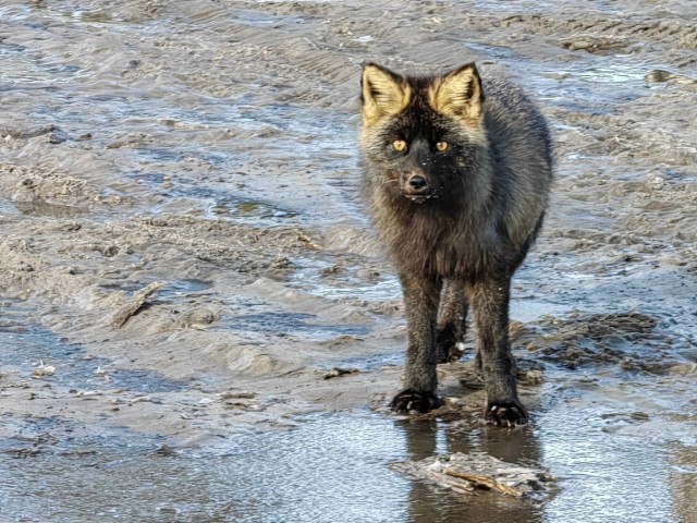 В Сургутском районе обнаружили редкую черную лисицу. ФОТО