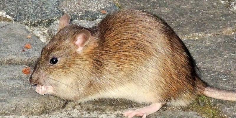 ​В столице ХМАО во дворах завелись гигантские крысы