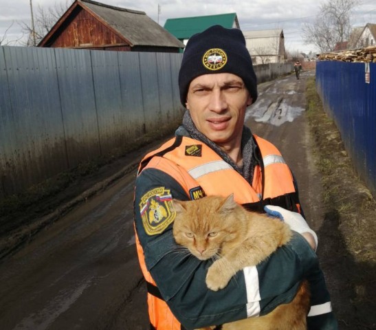 В Курганской области сотрудник МЧС из ХМАО спас кота от наводнения