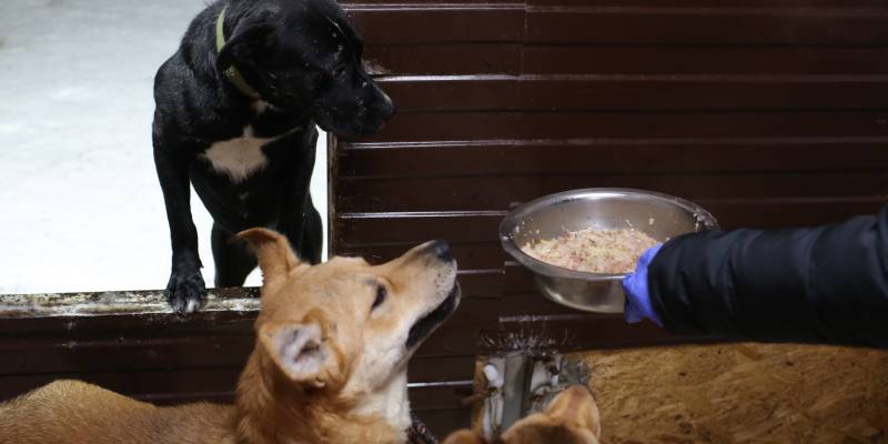 В ХМАО догхантеры травят собак неизвестным ядом, поражающим нервную систему