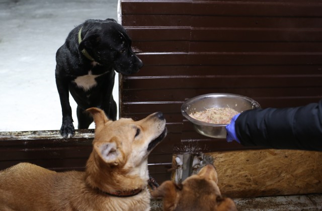 В ХМАО догхантеры травят собак неизвестным ядом, поражающим нервную систему